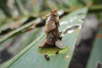 leafeating-caterpillars-which-include-bagworms-260nw-2454647369 leafeating-caterpillars-which-include-bagworms-260nw-2454647369