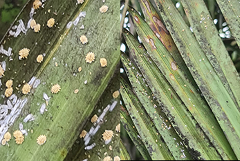 mealybugs mealybugs