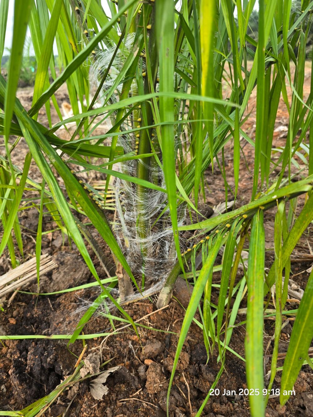 Rhinoceros Beetles Trap & Rat Deterrent Netting - Image 3