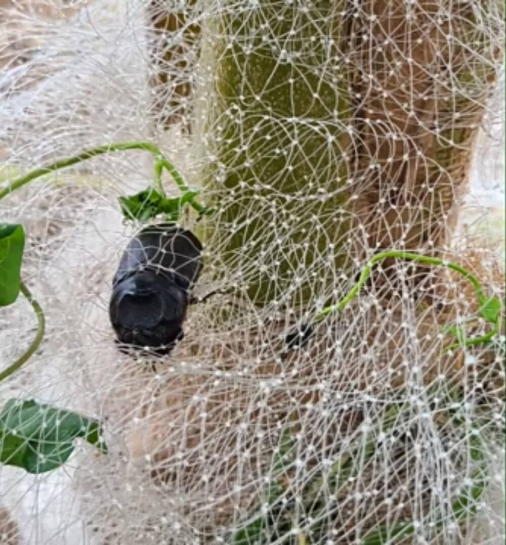 Rhinoceros Beetles Trap & Rat Deterrent Netting - Image 5