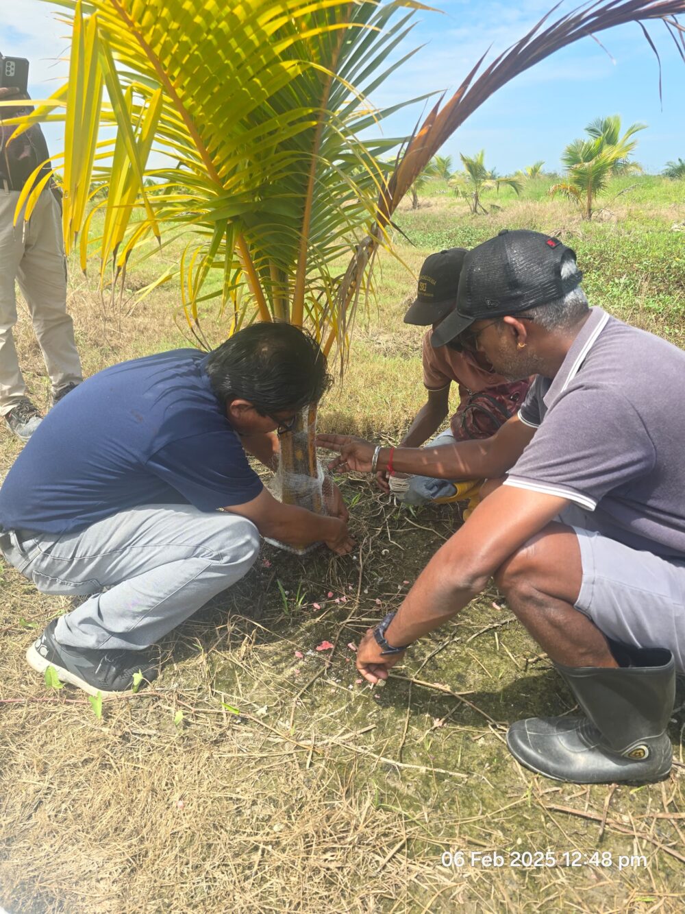 Rhinoceros Beetles Trap & Rat Deterrent Netting - Image 7